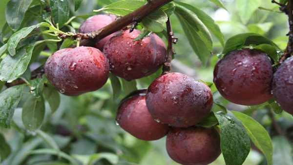 nên mua quà gì ở sapa 6